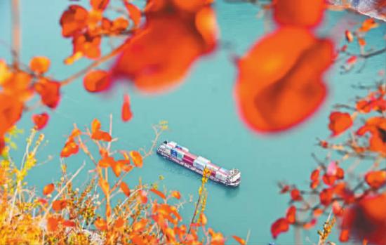 船只航行在红叶映衬下的长江巫峡水域。记者 王忠虎 摄