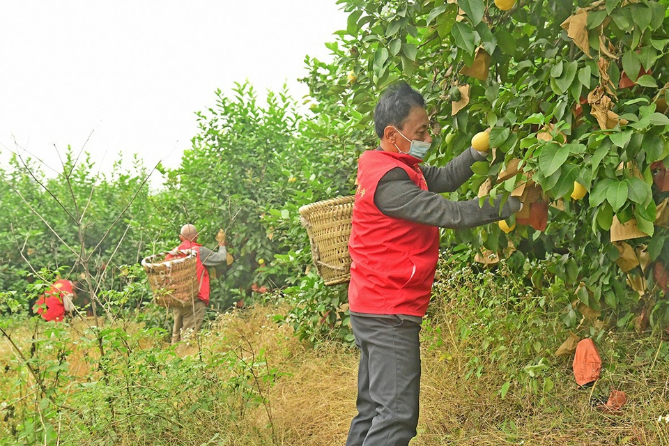 志愿者帮助村民采摘柠檬。