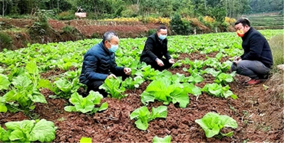 农技人员为村民（左）讲解青菜越冬管理的注意事项、相关技术。记者 卿清 摄