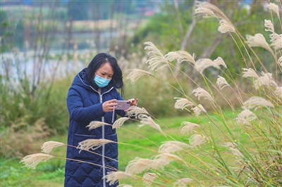 近日，双桂湖国家湿地公园，成片的芦苇成为冬天里一道靓丽风景，吸引市民前来打卡拍照。记者 熊伟 摄
