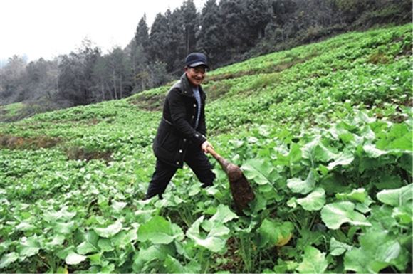 村民在油菜地里除草。记者 隆太良 黎超 供图