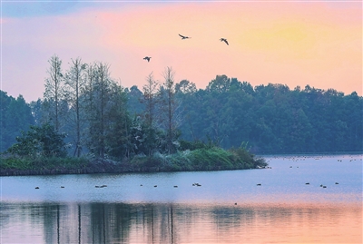 仲冬时节，橘红色的霞光洒落在双桂湖上，候鸟在湖面上自由自在地飞翔，好不曼妙。记者 熊伟 摄