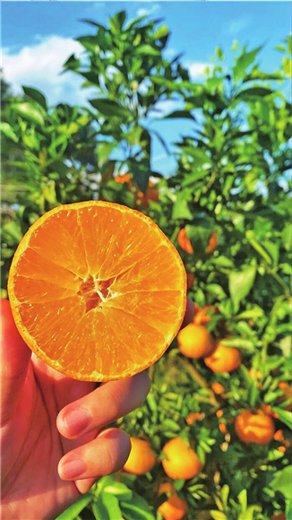 甜美多汁的爱媛橙。渝北区文化和旅游发展委员会供图