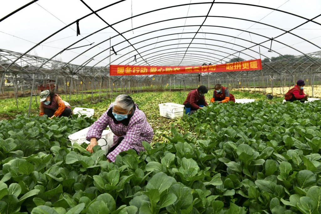 重庆初兴蔬菜种植园里农户正采摘蔬菜。 张慧 摄