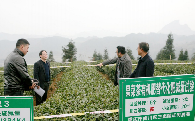 南川区农业农村委农技人员对茶园有机肥替代化肥项目进行技术指导。记者 黎明 摄
