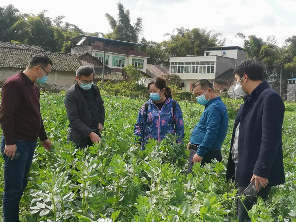 农业专家开展蚕豆赤斑病发生情况调研。受访者供图