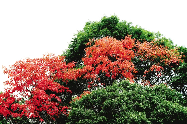 绿树红叶。武陵都市报记者 李诗素 摄