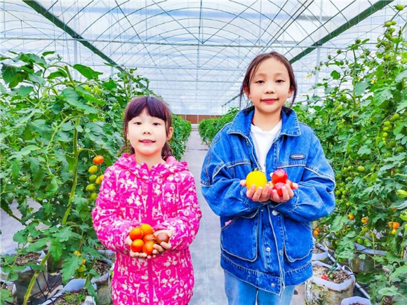 孩子们采摘的各种颜色的番茄。记者 刘莉 供图