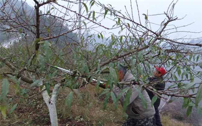 果农实地学习桃树修枝和桃树冬季管理技术。铜梁区融媒体中心供图