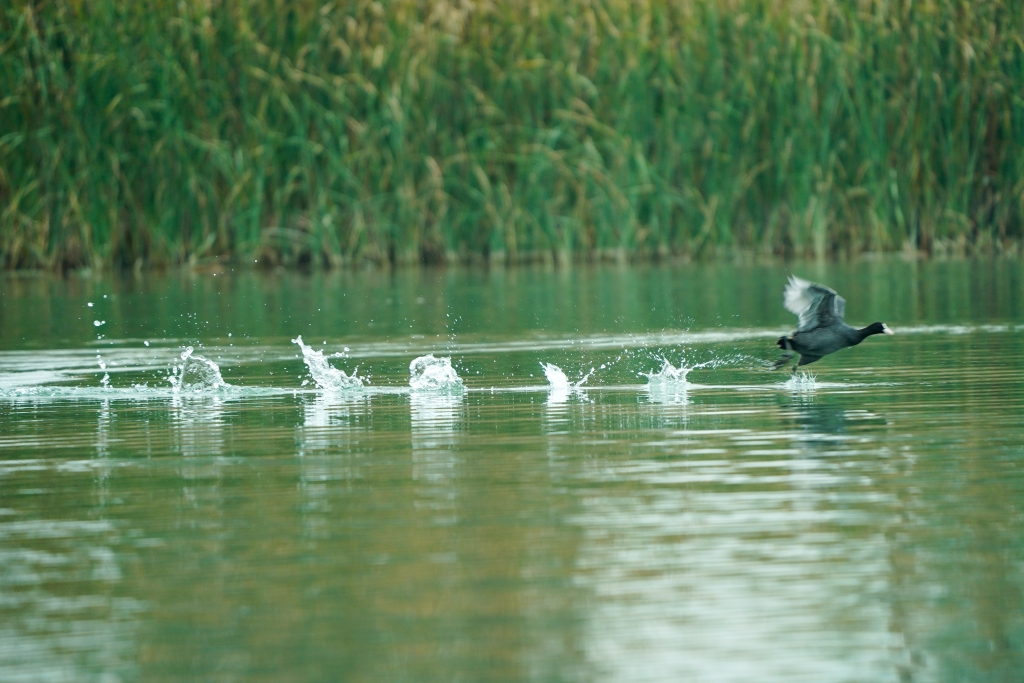 Birds flit across the river bay and start a circle of ripples. (Photographed by Guo Xu)