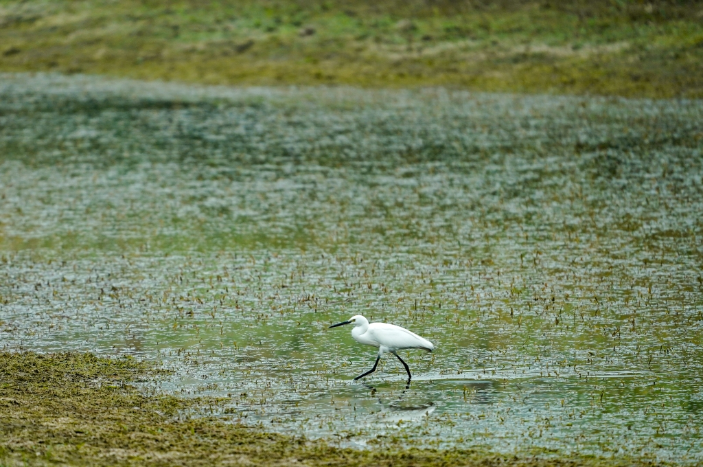 A white bird is foraging in the shallow water. (Photographed by Guo Xu)