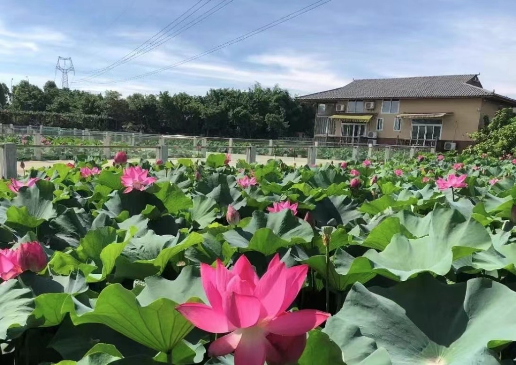 三鼎华乡。市农家乐和乡村旅游协会供图