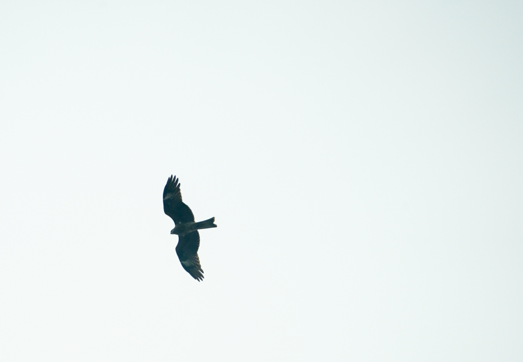 A bird is spreading its wings and soaring in the sky of Guangyang Island. (Photographed by Guo Xu)