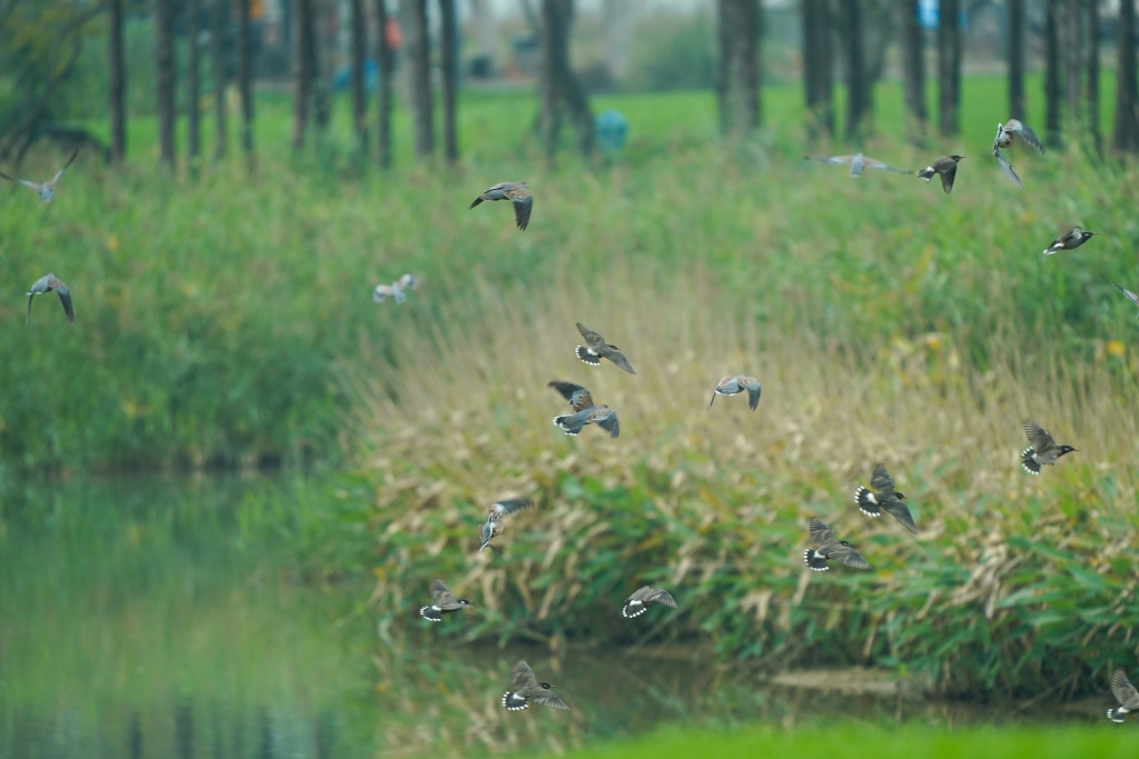 Flocks of birds are flitting across the lake, enhancing each other's beauty with the grass beside the lake. (Photographed by Guo Xu)