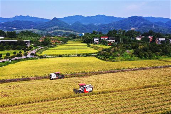 长寿区农业机械化综合水平达54.45%。长寿日报记者 李辉 摄
