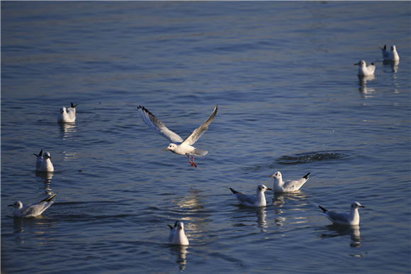 12月19日，候鸟在深圳湾海域停歇。
