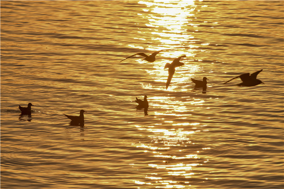 12月19日拍摄的深圳湾候鸟。