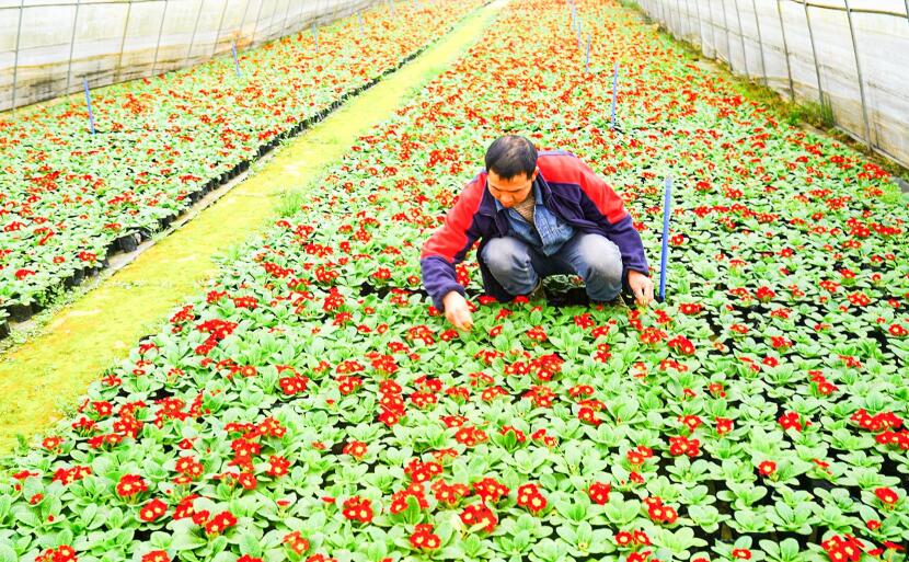 工人正在管护花卉。记者 黎明 摄