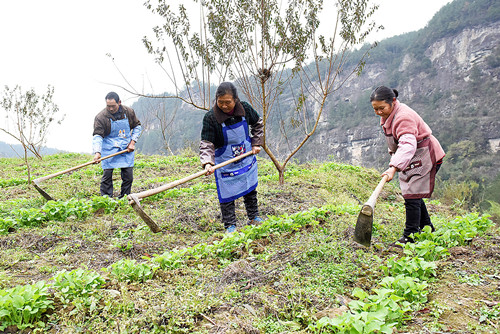 务工村民在基地为油菜苗除草 。特约通讯员 隆太良 摄