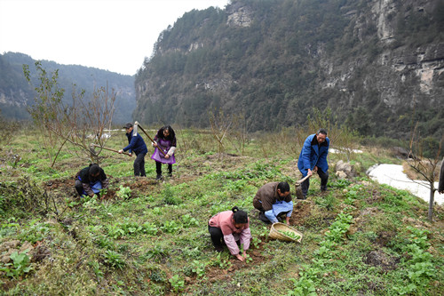 务工村民在基地补植油菜苗。特约通讯员 隆太良 摄