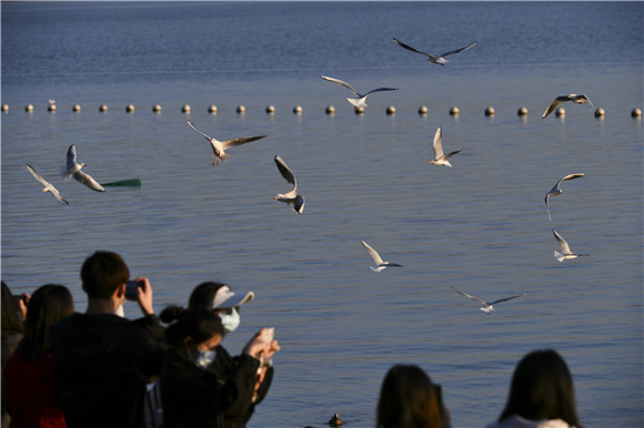 12月19日，人们近距离观赏深圳湾的候鸟。