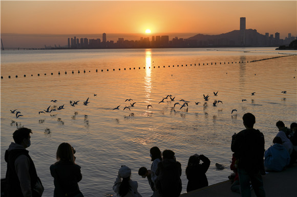 12月19日，人们观赏深圳湾的候鸟。