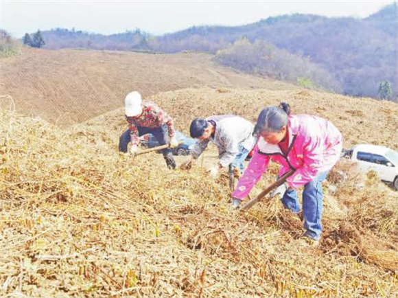 村民挖川牛膝种苗。记者 肖乔 摄 村民挖川牛膝种苗。记者 肖乔 摄