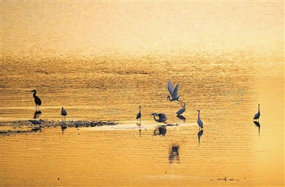 黄昏时分，候鸟在湖面上飞舞，宛如一幅画卷。 通讯员 华文锋 摄