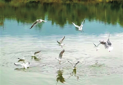 红嘴鸥在湖面上飞舞、嬉戏。 通讯员 华文锋 摄
