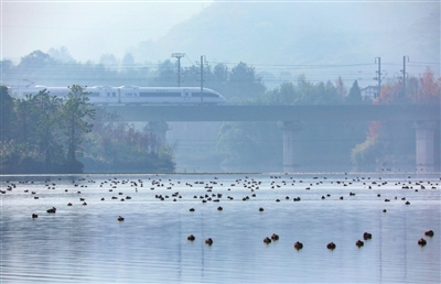 蹁跹的候鸟与驶过的高铁勾勒出一幅人与自然美美共生的生态图景。记者 熊伟 摄