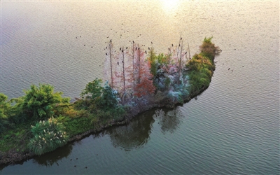 候鸟在双桂湖湖中心的小岛上栖息。记者 熊伟 摄