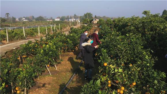 市民正在果树基地采摘脐橙。特约通讯员 李慧敏 摄