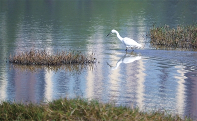 白鹤在双桂湖的湿地群中觅食。记者 熊伟 摄