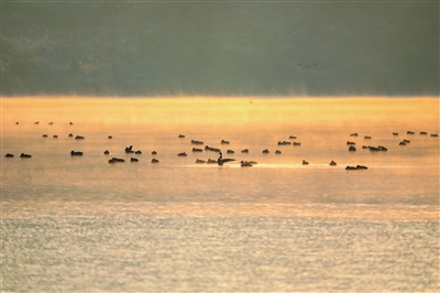 冬日清晨，候鸟在雾蒙蒙的湖面自由自在地游弋。 记者 熊伟 摄