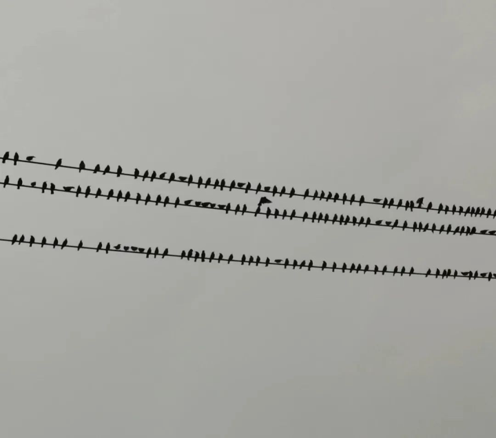 曾绍仑：聚集的小鸟