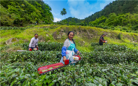 村民在茶业基地务工。万州区乡村振兴局供图 华龙网发