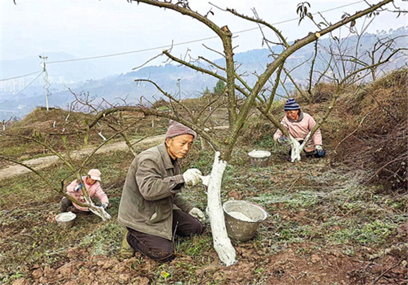 务工村民为果树刷白。特约通讯员 隆太良 摄