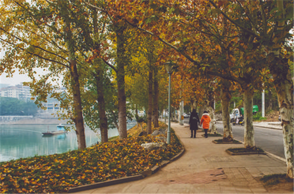 市民在生态优美、色彩斑斓的枫树下散步健身。胡光银 摄
