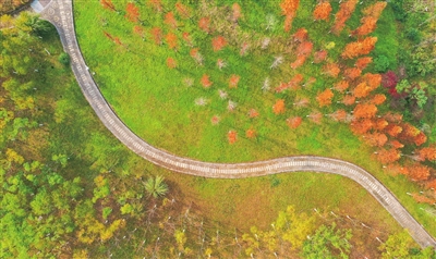 双桂大道银桂路，成片的彩叶林成为冬日城市里的一道风景线。记者 熊伟 摄