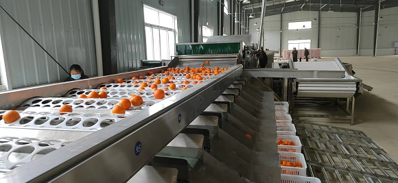 工人们正在对柑橘进行清洗、分装。通讯员 熊一 摄