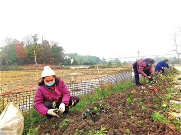 和林镇爱国村道路沿线，工人们在栽植树苗。记者 卿清 供图