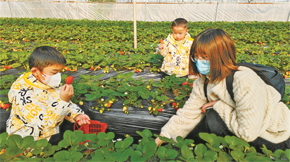 游客采摘草莓。记者 李达元 摄