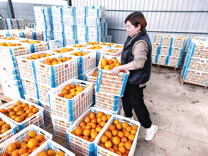 陈庆搬运清洗后的柑橘。记者 熊程成 摄