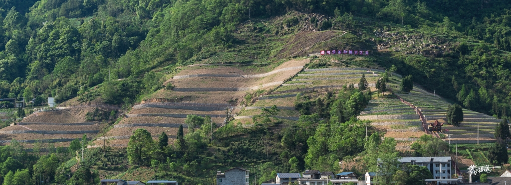 05 鸡鸣乡建起贡茶种植示范园。受访者供图