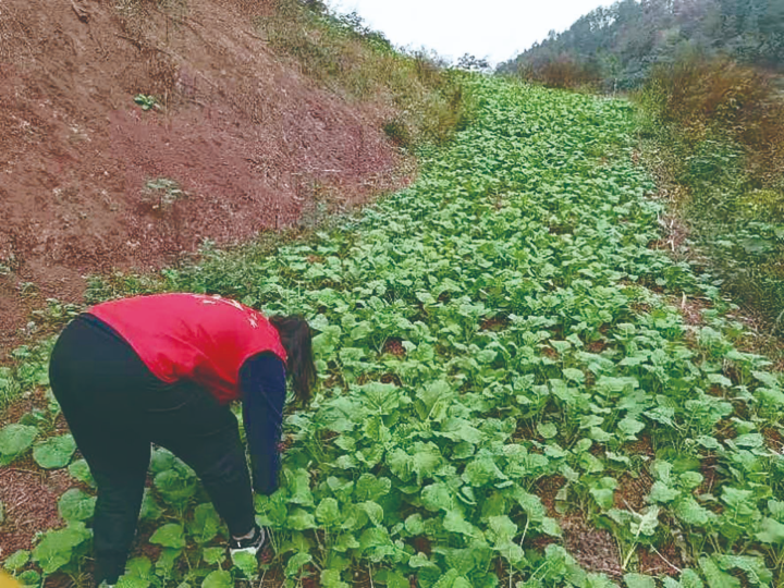 土地宜机化改造后，村民种上了冬油菜。记者  罗莎  摄