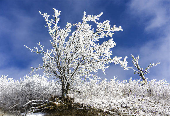 雪中的枯树，晶莹剔透，带着心情陶醉即可，享受冬日带来的点滴美好。王强 摄