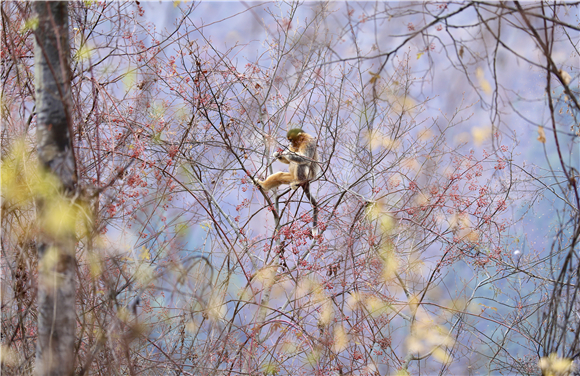 四川白河国家级自然保护区的川金丝猴。新华社记者 刘琼 摄