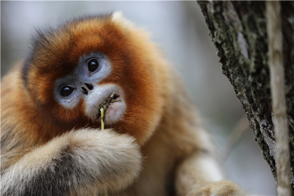 四川白河国家级自然保护区的川金丝猴。新华社记者 刘琼 摄