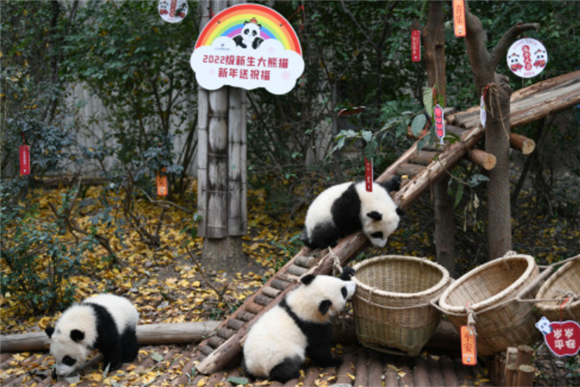 这是12月29日在成都大熊猫繁育研究基地拍摄的大熊猫宝宝。新华社记者 胥冰洁 摄
