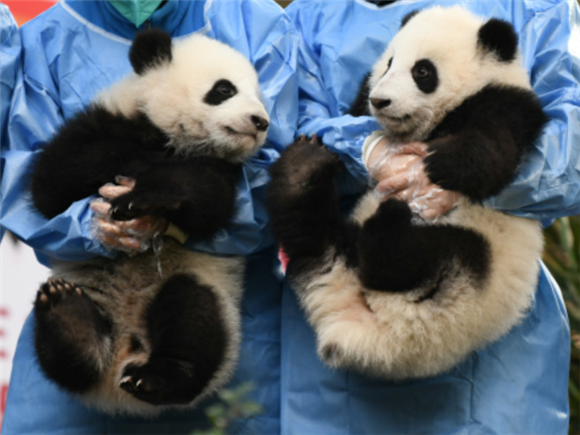 12月29日，成都大熊猫繁育研究基地工作人员抱着大熊猫宝宝亮相新年活动。新华社记者 胥冰洁 摄